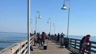 𝐀𝐝𝐯𝐞𝐧𝐭𝐮𝐫𝐞𝐬 𝐰𝐢𝐭 𝐈 𝐏𝐚𝐭𝐭𝐚 is live!pier fishing