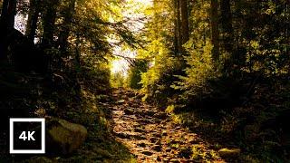 4K Forest Birdsong & Warm Sunlight | Relaxing Forest Ambience & Nature Sounds for Meditation