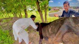 Hamari Cow Bimar Ho Gai / Suhaib Sabir Vlogs