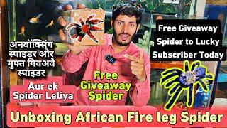 Unboxing African Fire leg Tarantula Spider &  Spider Giveaway, Bought another spider today