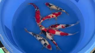 202505 SP-B794 NND Jumbo Tosai Tateshita Mix 35-40 cm WYSIWYG