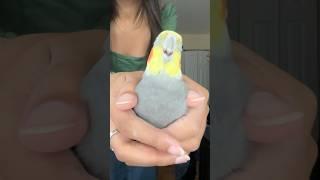 ️ CAUTION ️ bouncing this bird may cause frequent dibbydoos #cockatiel #bird #parrot