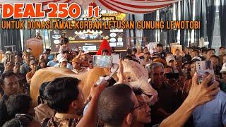 DEAL 250JT Untuk Donasi Korban Letusan Gunung LEWOTOBI, Lelang Sapi Bpk Ketua MPR RI Dari Peternak.