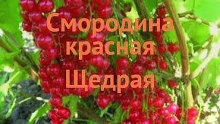 Смородина красная Щедрая (ribes rubrum)  Щедрая обзор: как сажать, саженцы смородины Щедрая