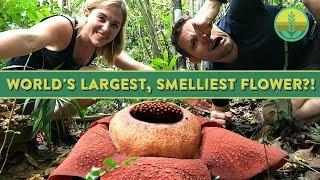 The World's Largest, Smelliest Flower?! | Maddie Moate