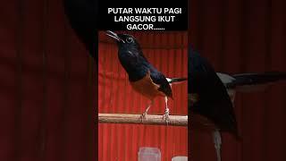 Suara murai batu PENGGACOR MURAI BATU PASTOL