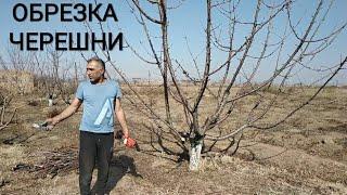 ОБРЕЗКА ЧЕРЕШНИ