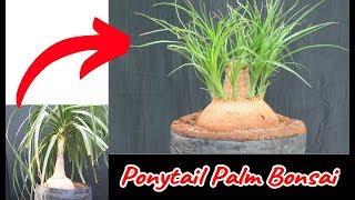 Ponytail Palm/Bonsai by chopping with 60 days update