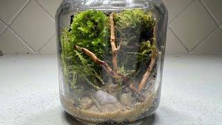 How To Make A Terrarium | Lesson 1 | Scale & Ratio