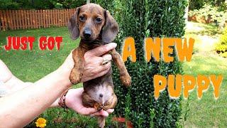 new puppy....Dynamite Restoration team is growing:) Introducing Buddy!