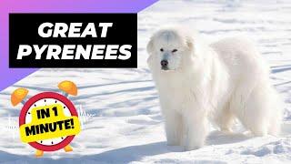 Great Pyrenees - In 1 Minute!  One Of The Best Cold-Weather Dog Breeds | 1 Minute Animals