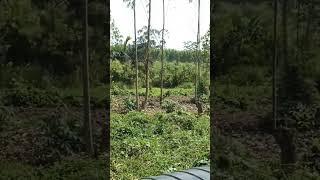 doves nesting/birding in Buzima offgrid Homestead Hues|wild outdoor cooking#viral#shorts