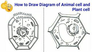 how to make diagram of plant cell and animal cell easy | how to draw plant cell and animal cell