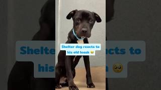 Shelter Dog Gets Scared Seeing His Old Leash, Until This Happens...