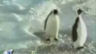 evil penguin