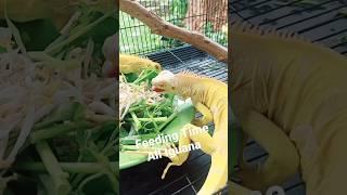 Feeding Time Iguana #feeding #feedingtime #iguana #iguanaalbino #rhinoceros #rhinoiguana #rediguana