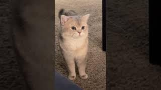 ASMR meow…just a cat but sounds like a flock of 