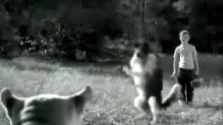 Dog (Lassie) vs Cat