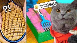 New!Oscar's Funny World Compilation | Funny Cat TikTok Challenge #8