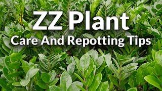 The Awesome ZZ Plant: Care & Repotting Tips / Joy Us Garden