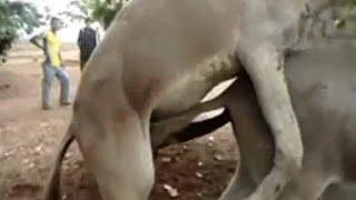 Male donkey meeting with Female donkey First time| Animal breading | Animal Meeting |