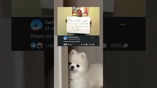#stories #dog #shorts