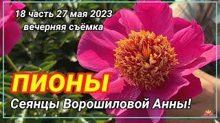 Сеянцы пионов Ворошиловой. Цветение 2023 года! Часть 18 / Сад Ворошиловой