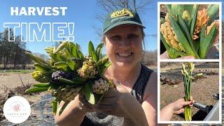 Flower Season has BEGUN!! // First Field Harvest of the Season // Green Bee Floral Co.