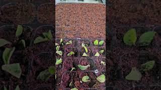 черенкуем петунию #дети #черенки #деревня #семена