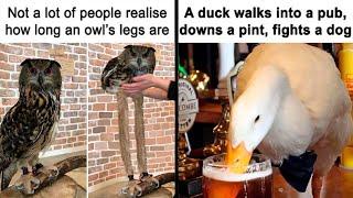 Top-Quality Bird Memes To Make You Grin Today || Funny Daily