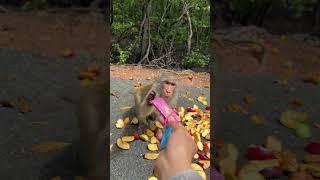 The monkey looks like Sun Wukong #monkeys #animals #shorts