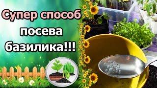 СУПЕР ПРОСТОЙ СПОСОБ! ПОСЕВ БАЗИЛИКА ПОСЛЕ ЗАМАЧИВАНИЯ.