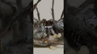 🪰 The Secret Superpower of Flies – Near 360° Vision!
