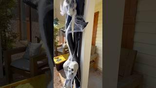 Halloween arch!! #halloween #diy #project  #scary #skull #viralvideo