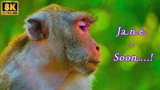 Updating!  Jane will to Quite​ Mommy Monkey..... | MONKEY Jenifer