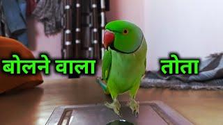 Talking parrot || mama bolne wala tota || parrot ||   ʘ⁠‿⁠ʘ