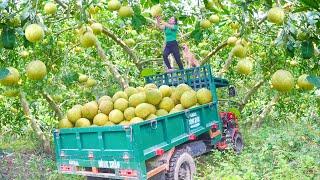 Use Truck Go To Harvesting Many Grapefruit Goes To Countryside Market Sell. Daily Farm