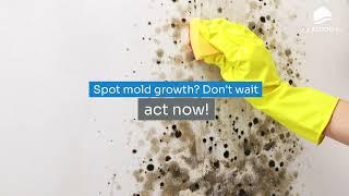 Protect Your Home from Winter Mold Essential Prevention Tips