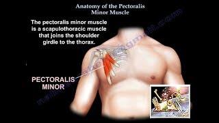 Anatomy Of The Pectoralis Minor Muscle  - Everything You Need To Know - Dr. Nabil Ebraheim