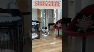 V-18/funny DOG videos for U || try not to laugh || funny clips