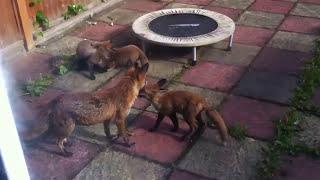 Urban fox at home, London, UK