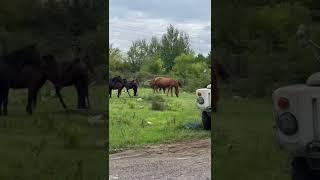 Самая фотогеничная автосвалка во дворе заброшенной школы в Абхазии