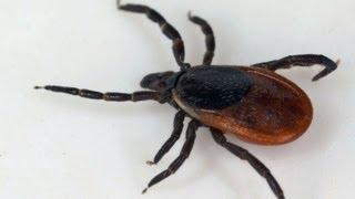 Deer ticks suspected of spreading rare disease