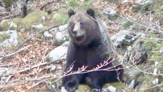 Ansitz auf Braunbär und Rotkahlwild / Brown bear hunt in Slovenia Part I