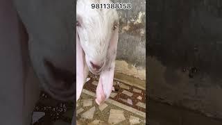 Male modal female Sojat Hydrabadi top qwality at shahid goat farm Delhi 9811388158 watsup only