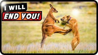 Why Kangaroos Hate Dogs: The Surprising Reasons Behind Their Clash! | Absolute Nature