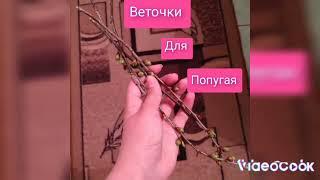 Как довать веточки попугаю.какие ветки можно довать?