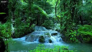 Beautiful birdsong that pleases the soul, peaceful forest stream, ASMR