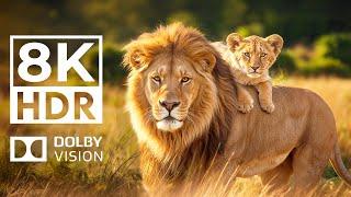 WILD ANIMAL KINGDOM 8K HDR | with Catchy Cinematic Music (Colorful Animal Life)