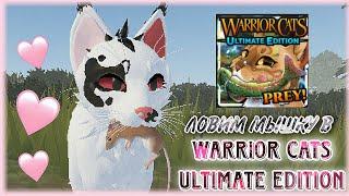 |LEO - MOON| КАК ПОЙМАТЬ ДИЧЬ в Warrior Cats Ultimate Edition - Roblox